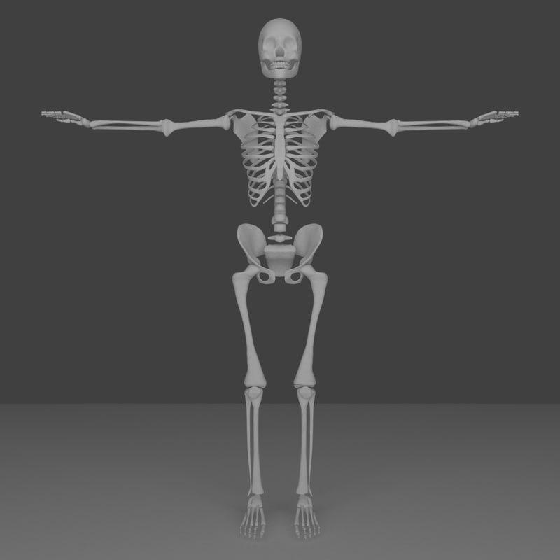 Human Skeleton Obj