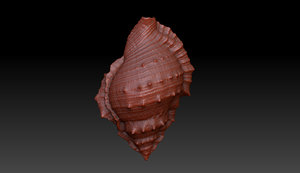 3d shell seashell