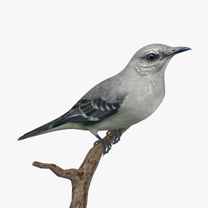 3d northern mockingbird birds ab