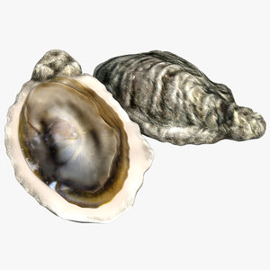 oyster modeled model