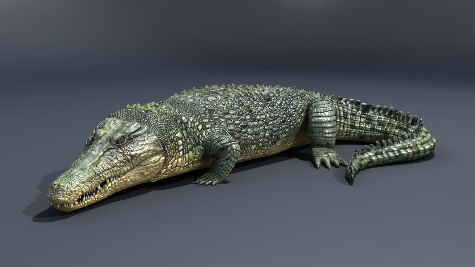 Crocodile Rig 3d Max