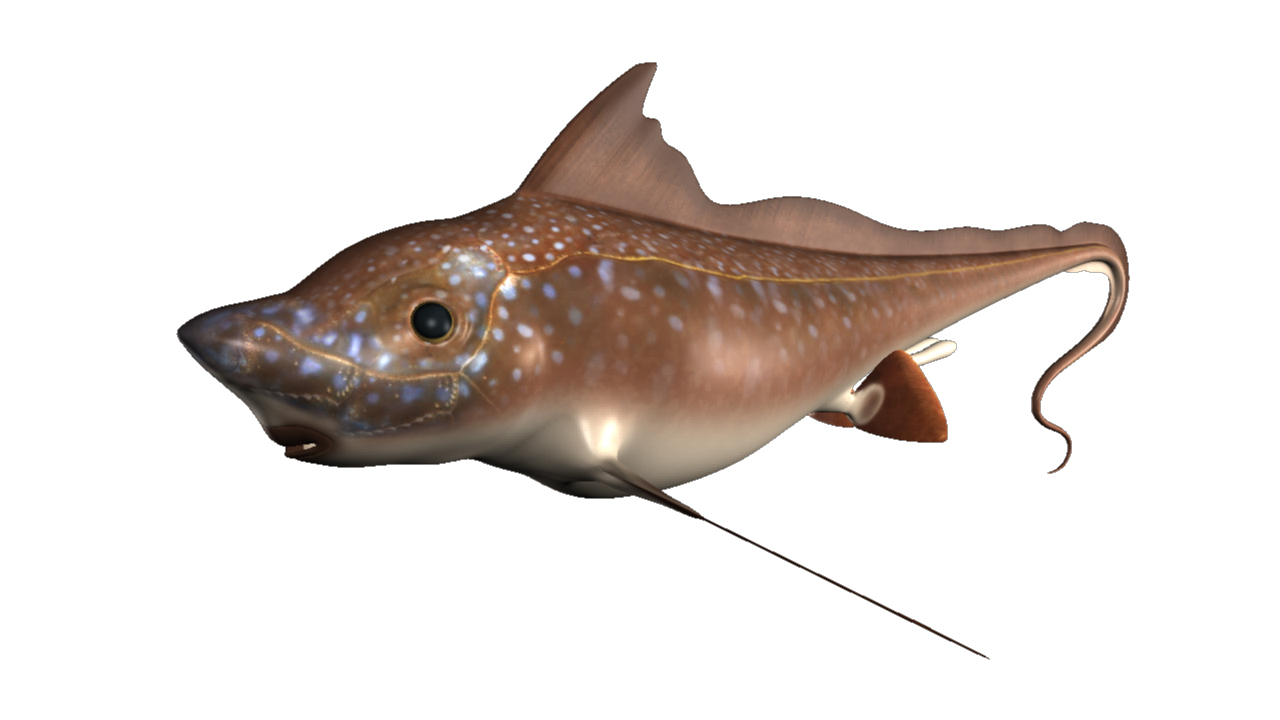 chimara obj