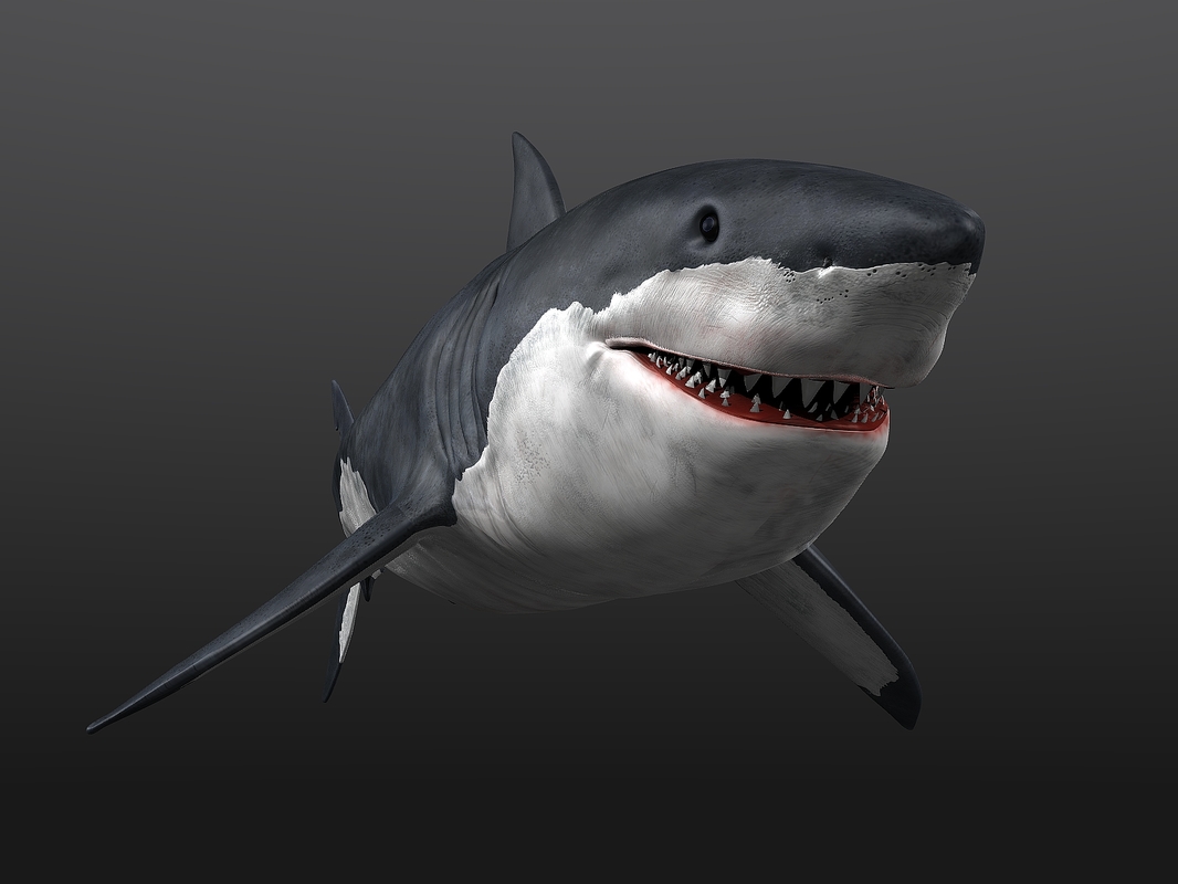 3d great white shark animation