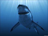 Great White Shark