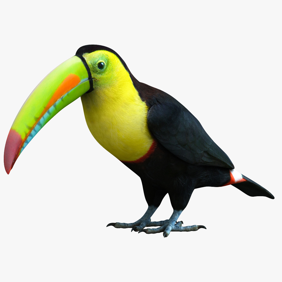 3ds-max-rainbow-billed-toucan-bird