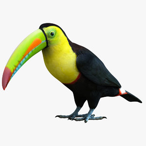 3ds max rainbow billed toucan bird