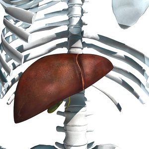 liver torso 3d 3ds