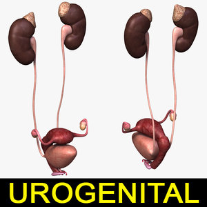 female urogenital 3d model