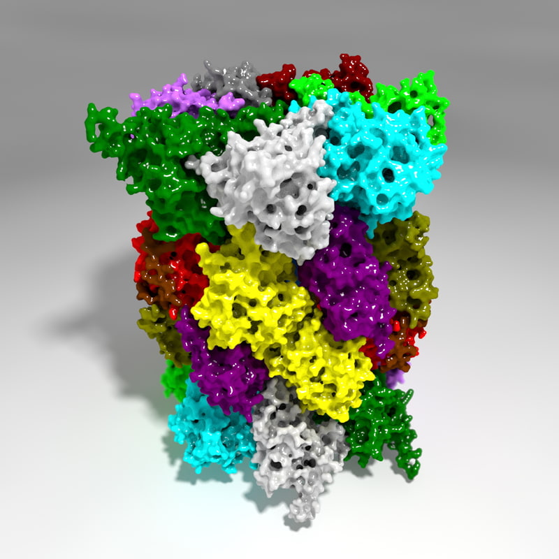 obj inducible 20s proteasome immunoproteasome