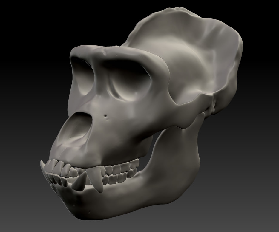 max gorilla skull