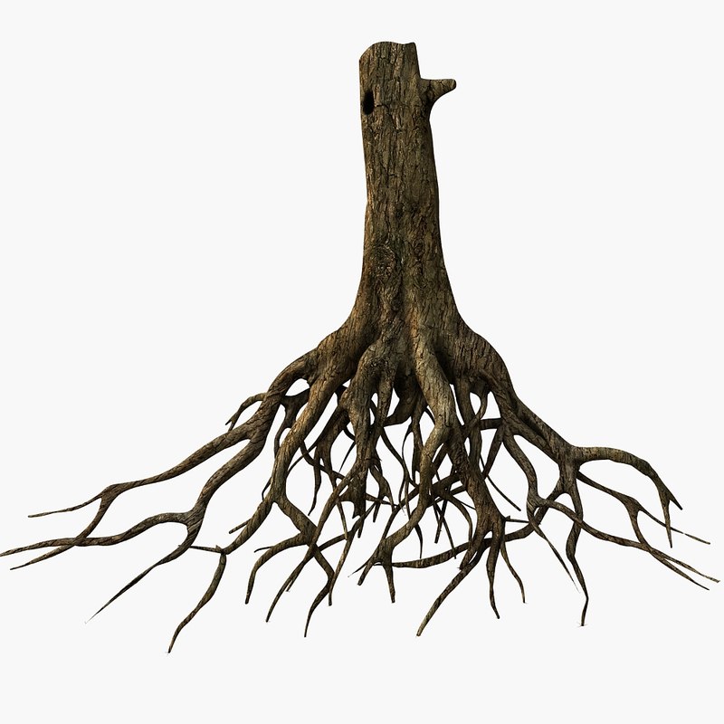  tree  roots  3d  model 