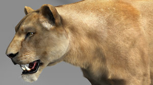 lioness lion cat 3d model