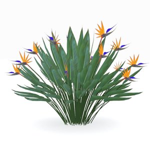 strelitzia reginae flowering plant max