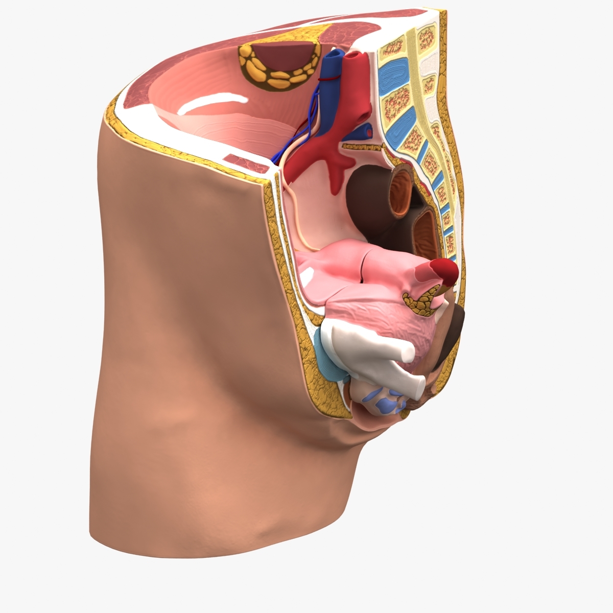 male & female pelvis section