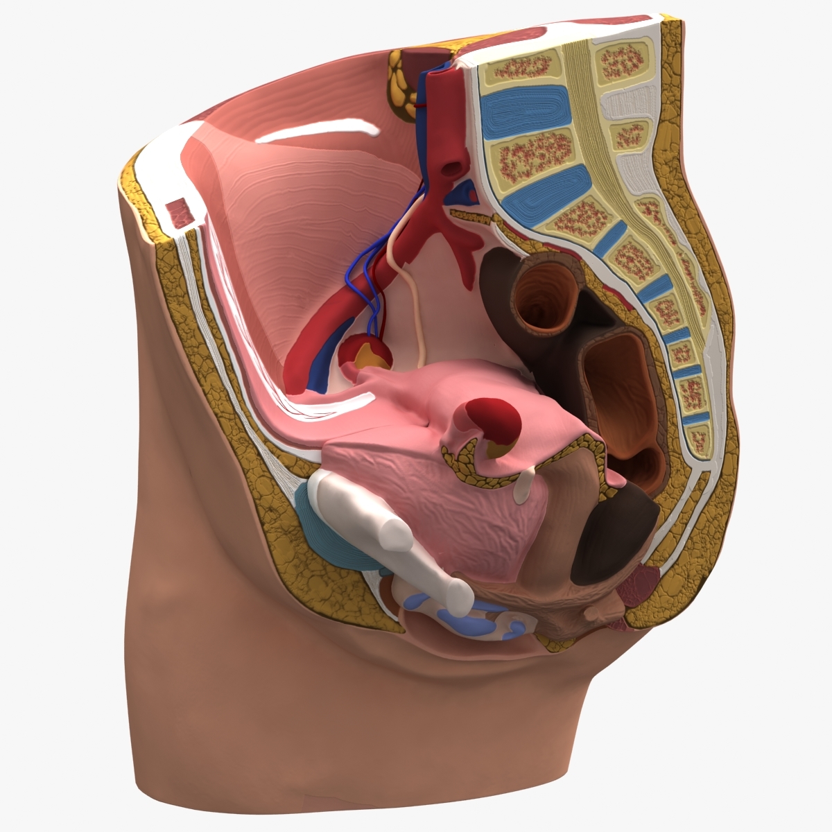 male & female pelvis section