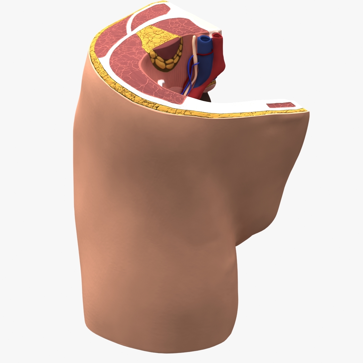 male & female pelvis section