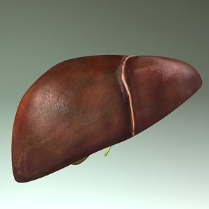 human liver 3d model