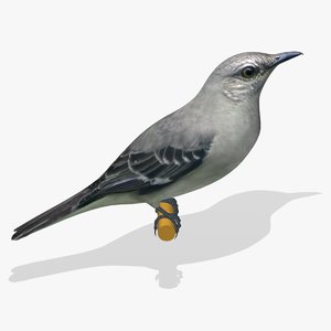 3d northern mockingbird birds ab model