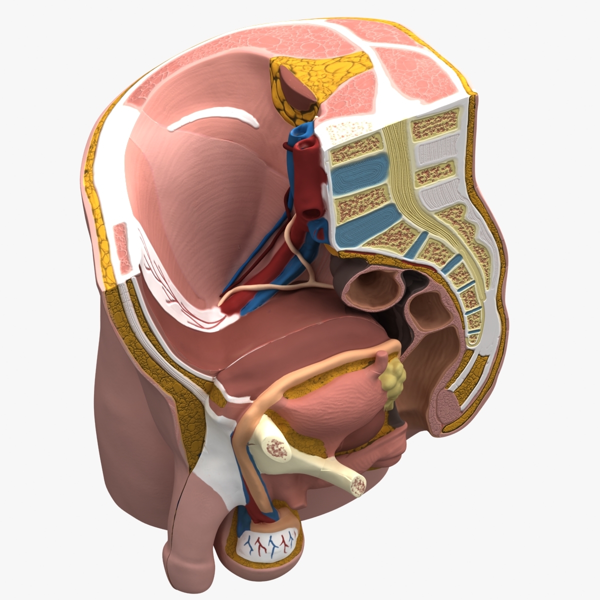male & female pelvis section
