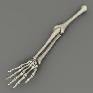 obj skeleton arm bones