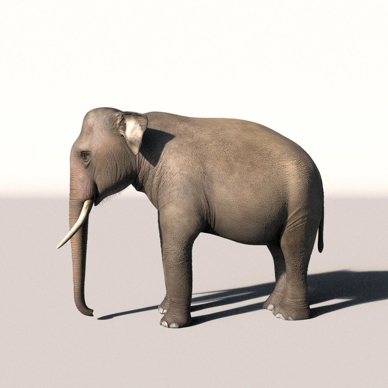 Elephant D Max
