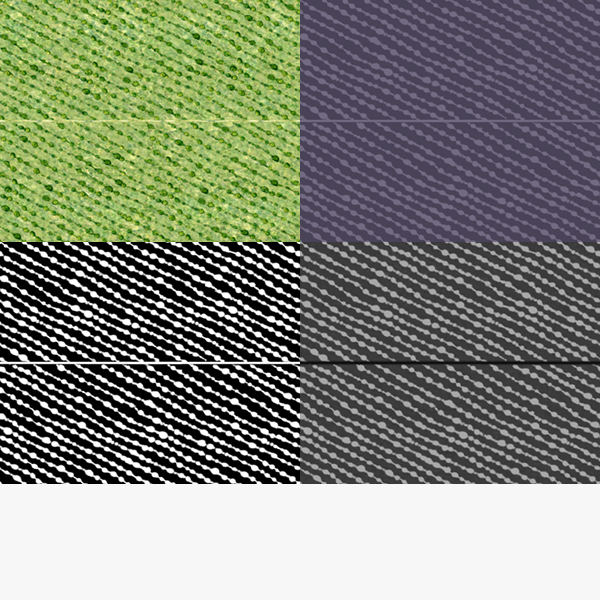 unicellular green alga