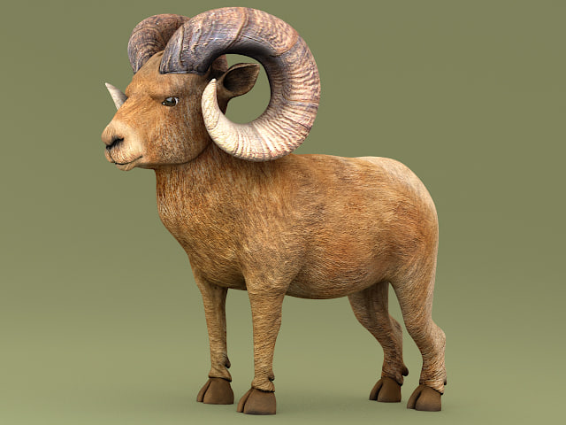 ram horns 3d model