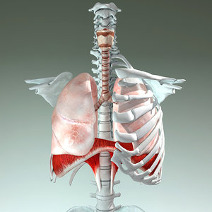 3d model respiratory