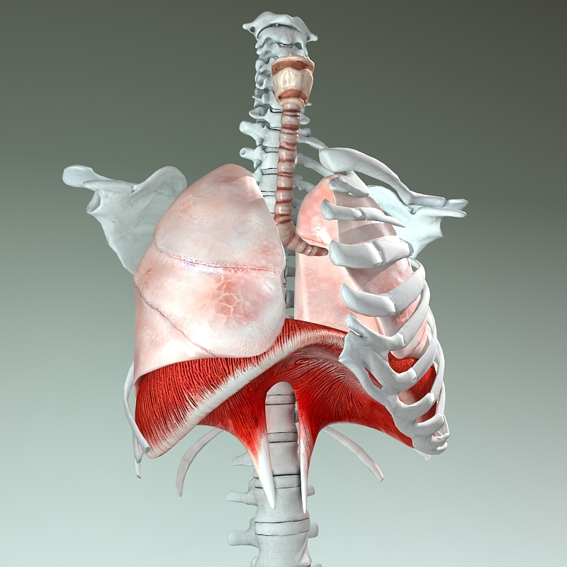 3d model respiratory