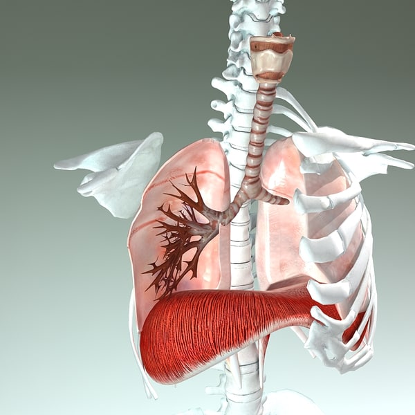 3d model respiratory