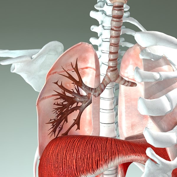 3d model respiratory