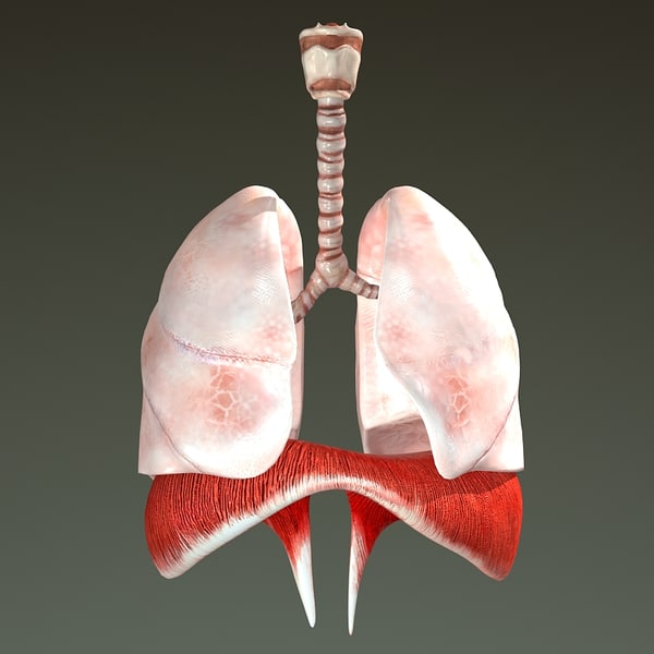 3d model respiratory