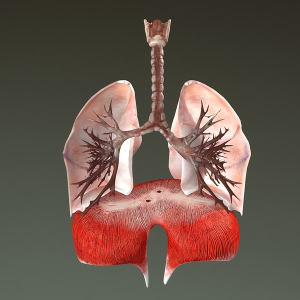 3d model respiratory