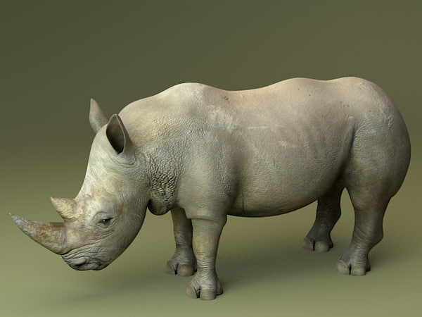 RhinocerosRhinoceros