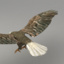 rigged flying eagle animation 3d model