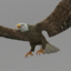 rigged flying eagle animation 3d model
