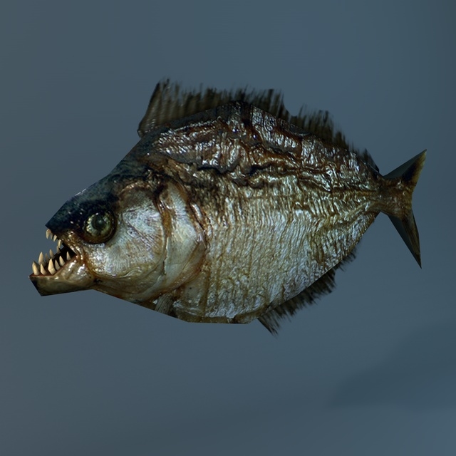 低聚食人鱼3d模型