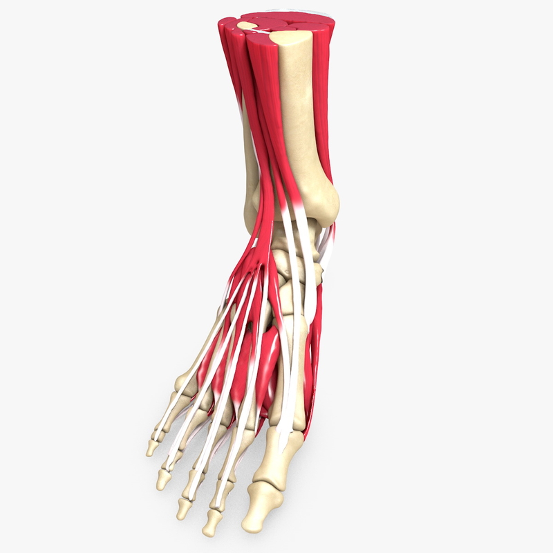 human ligament 3d model