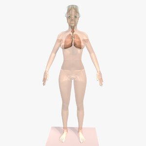 3dsmax female body lungs anatomy
