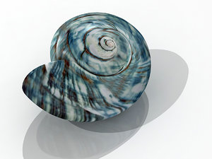3d model seashell shell