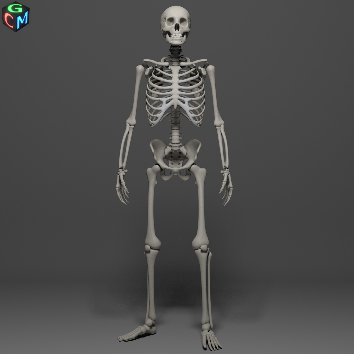 human skeleton max