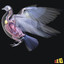 pigeon anatomy skeleton 3d lwo