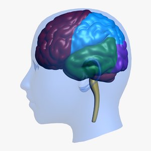 brain head education 3d obj