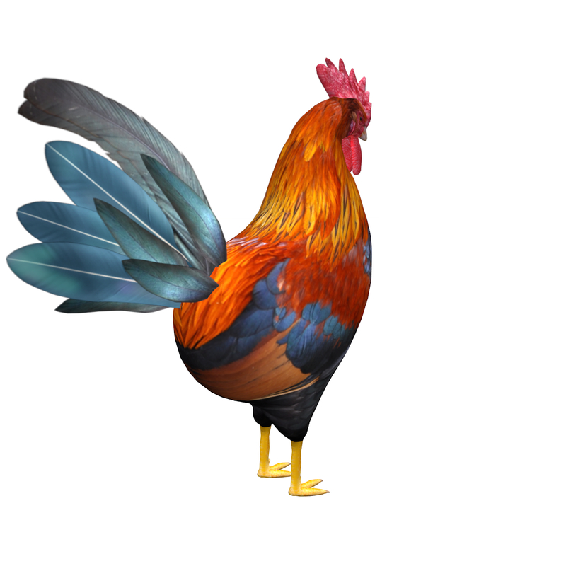 3d model rooster