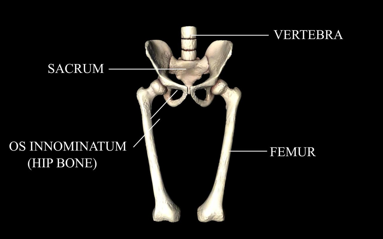 3d Model Medically Accurate Hip Joint