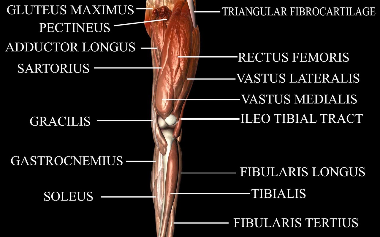 medically accurate knee joint 3d obj