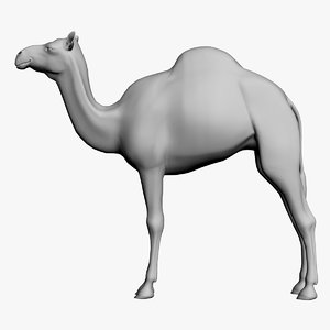 camel untextured 3d model