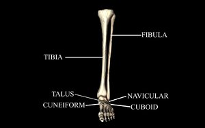 3d ankle joint bones