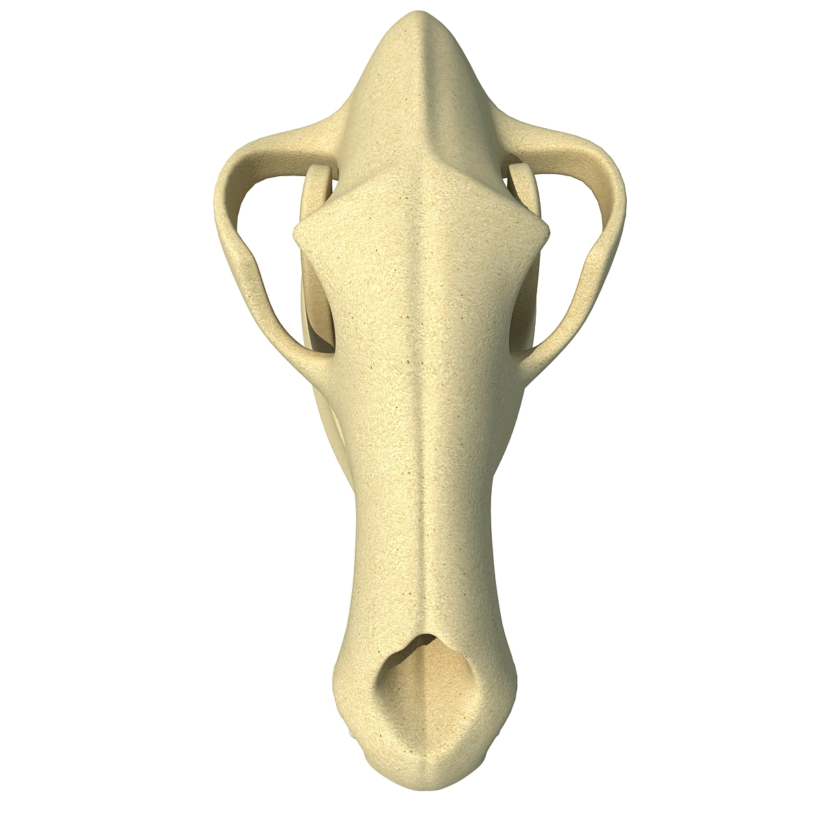 狗头骨 - 动物骷髅3d模型