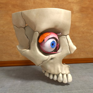 human eye skull c4d